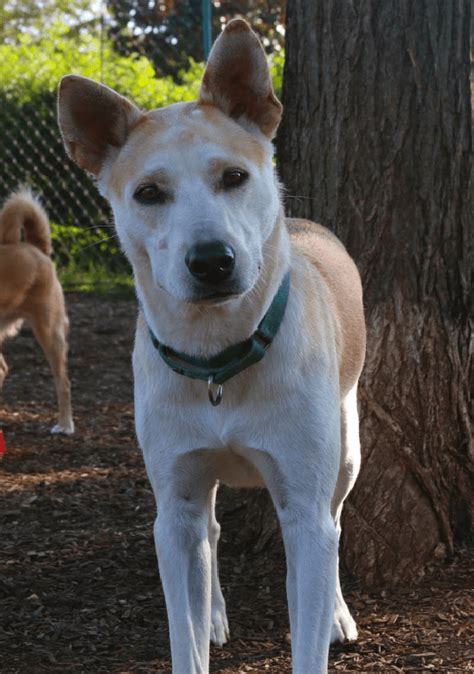 dixie dingo|are carolina dogs aggressive.